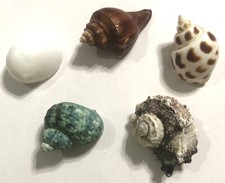 Natural hermit crab for sale  Anna
