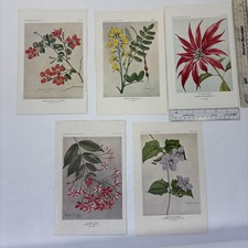 Vintage botanical prints for sale  WOKING