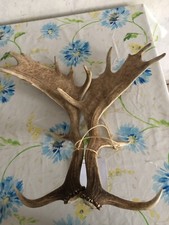Damhirsch damhirschabwurfstang gebraucht kaufen  Einbeck