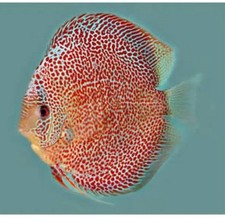 Discus live fish for sale  Charlotte