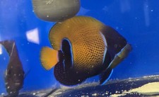 Magestic angelfish wysiwyg for sale  Homestead