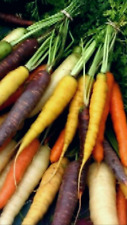 Carota mix colori usato  Reggio Calabria