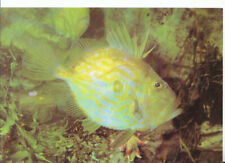 Animal postcard fish for sale  WATERLOOVILLE