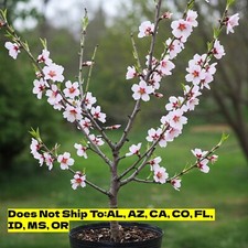 One almond tree for sale  Fort Mill