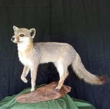 Vintage gray fox for sale  USA