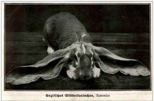 Englisches widderkaninchen ram gebraucht kaufen  Eimeldingen