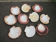 10x real large for sale  COVENTRY