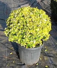 Euonymus japonicus bravo for sale  BECCLES