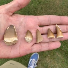 Lot mosasaur teeth for sale  King George