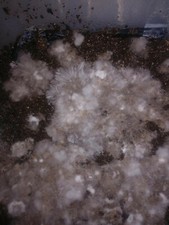 Quarts aged composted for sale  Delta