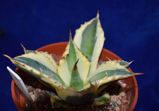 Rare variegated agave for sale Rare variegated agave for sale  MILTON KEYNES