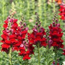 Defiance red snapdragon for sale  New Hill
