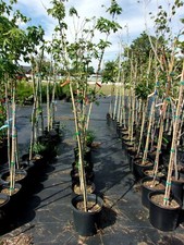 Brandywine maple trees for sale  Ben Wheeler