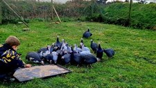 Guinea fowl eggs for sale  CAMBORNE