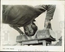1971 press photo for sale  Memphis