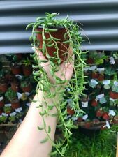 String bananas plant for sale  Camarillo