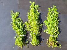 Weighted bunches starwort for sale  LOUTH