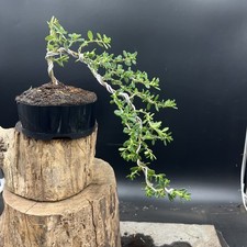 Shohin ceanothus blue for sale  HULL
