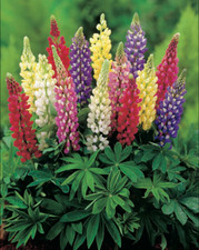 Lupin russel dwarf for sale  PORT TALBOT