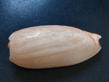 Conchiglia shell cymbium usato  Piombino