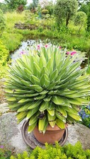 Agave victoria reginae gebraucht kaufen  Odelzhausen