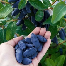 Lonicera caeruela boreal d'occasion  Pouzauges