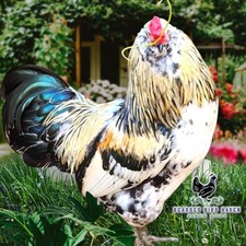 Easter egger hatching for sale  Phenix City