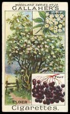 Gallaher woodland trees for sale  LLANRWST