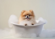 Pomeranian pup bath for sale  Milwaukee