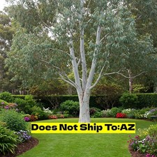 Silver dollar eucalyptus for sale  Miami