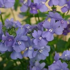 Nemesia plug plants for sale  LONDON