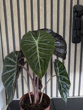 Alocasia pink dragon gebraucht kaufen  Körle