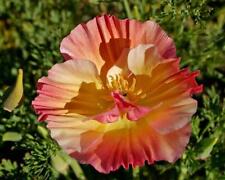 Californian poppy apricot for sale  GRIMSBY