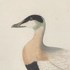 Canard eider gravure d'occasion Canard eider gravure d'occasion  France
