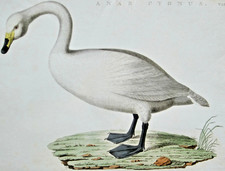 Swan & Anatomy of a Swan,Anas Cygnus,2 Engr.Nozeman et al.Nederlandsche Vogelen. comprar usado  Enviando para Brazil
