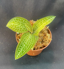Ludochilus poly golden for sale  Marianna