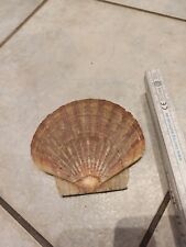Deko große muscheln gebraucht kaufen  Schmallenberg