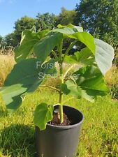 Blauglockenbaum paulownia kiri gebraucht kaufen  Georgenthal