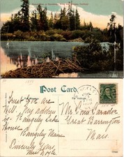 Vintage beaver dam for sale  USA