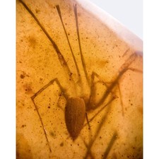 Extinct spider pholcochyroceri for sale  GILLINGHAM