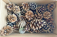 Pcs natural fir for sale  STOCKPORT