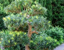 yew trees for sale  Center