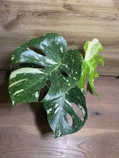 Wunderschöne monstera thai gebraucht kaufen  Berlin