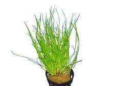 Topf nadelsimse eloecharis gebraucht kaufen  Dresden
