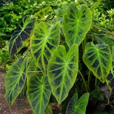 Garden state bulb for sale  Vineland