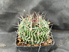 Echinofossulocactus multicosta usato  Massafra