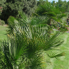 Hardy fan palm for sale  PETERBOROUGH