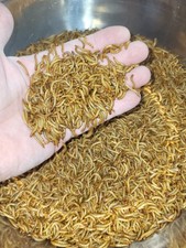 20000 medium mealworms for sale  Ashland