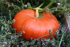 Cinderella pumpkin seeds for sale  Deltona