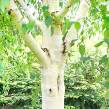 Betula utilis grayswood for sale  UK